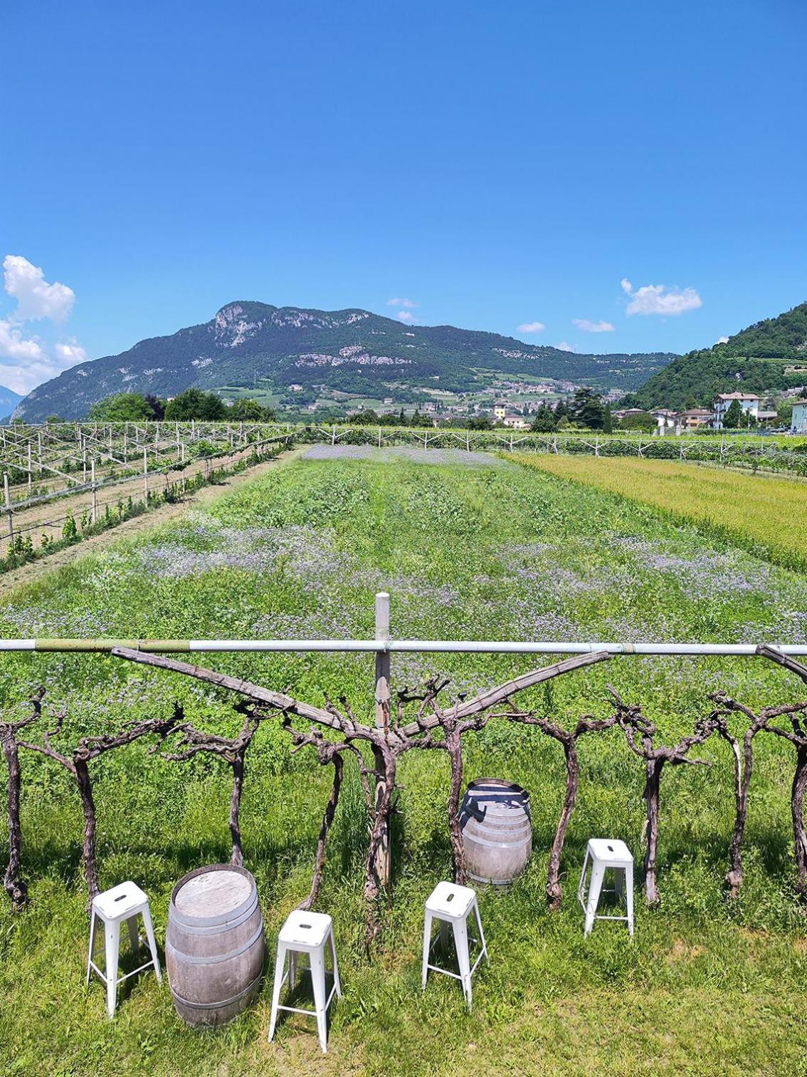 8 Grappoli Agritur Villa Trento Exterior foto